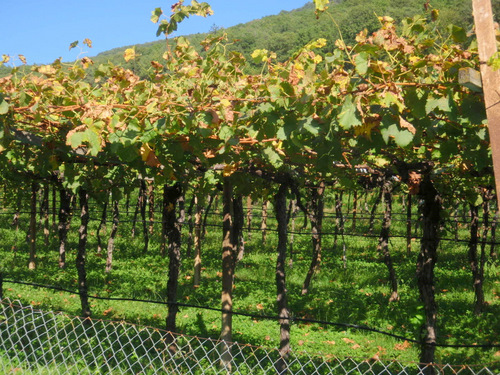 Picked Vines showing Fall Colors.